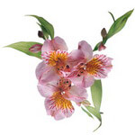 Альстромерия