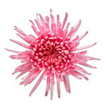 Хризантемы