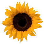 Подсолнухи