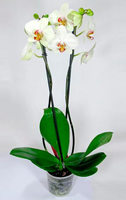Орхидея горшечная (Фаленопсис)