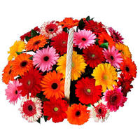 Корзина из гербер "Летняя"