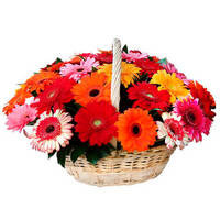 Корзина из гербер "Летняя"