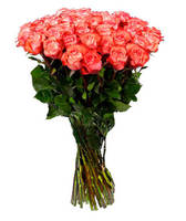 Роза "Игуана"