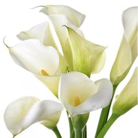 Калла (зантедесхия)