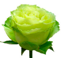 Розы зеленые 