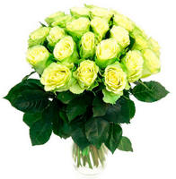 Розы зеленые 