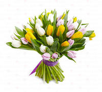 Тюльпаны (микс)