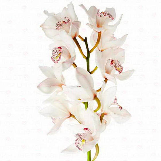 Купить орхидею в чебоксарах. Орхидея Цимбидиум белая. Цимбидиум белый срезка. Орхидея Цимбидиум белая ветка. Цимбидиум Сноукастл.