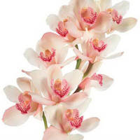 Орхидея "Цимбидиум"