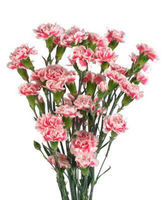 Гвоздика кустовая