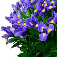Корзина из 101 ириса " Синева"
