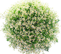 Букет из ромашек "Счастье моё"