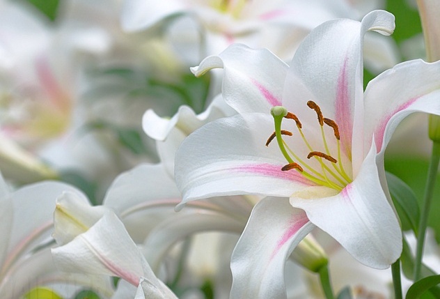 Белые лилии - фото онлайн на витамин-п-байкальский.рф